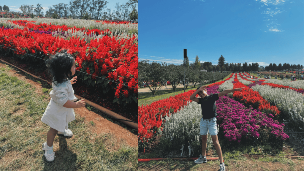 Colorful flower fields at Tesselaar's KaBoom festival in Silvan, Melbourne, with vibrant blooms and scenic Dandenong Ranges.