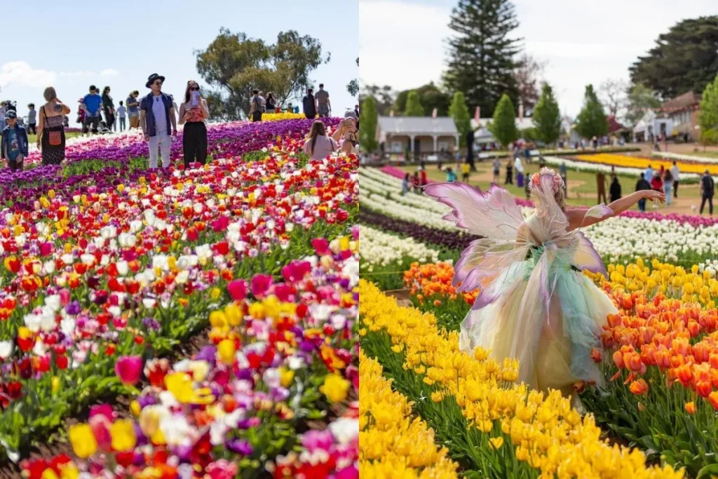 Bright tulip fields at Melbourne’s Tesselaar Tulip Festival 2025